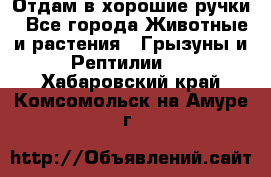 Отдам в хорошие ручки - Все города Животные и растения » Грызуны и Рептилии   . Хабаровский край,Комсомольск-на-Амуре г.